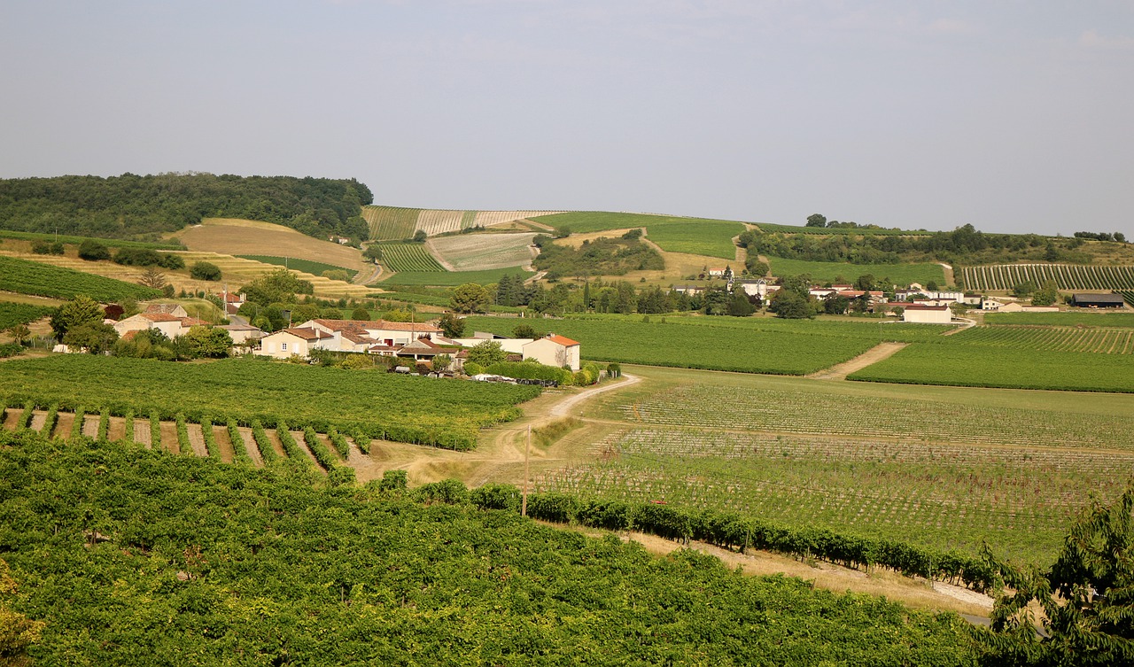 Cognac vom „Château de Montifaud“